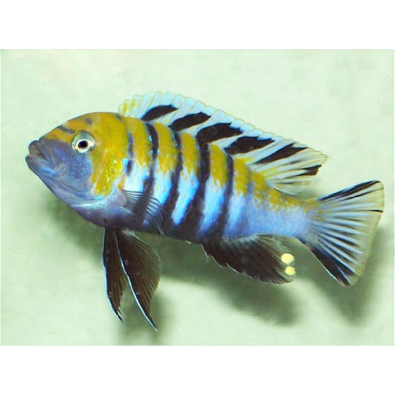 Cynotilapia afra - imagine 3